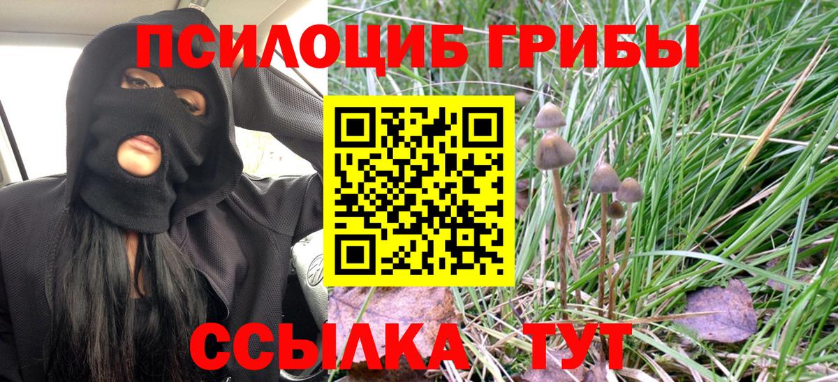 Сорочинск  Галлюциногенные грибы Cubensis  наркошоп  Вход с VPN 